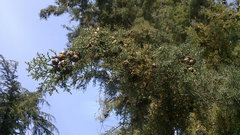 Cupressus arizonica