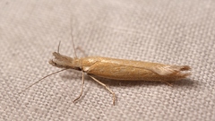 Pleurota planella