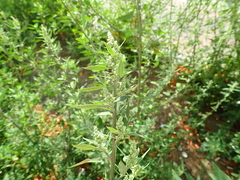 Chenopodium album