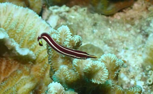 Striped Clingfish — seen at this dive site