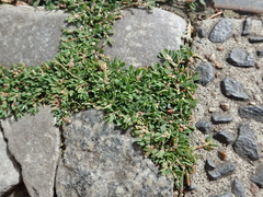 Polygonum aviculare