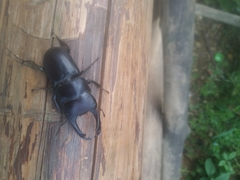 Dorcus reichei