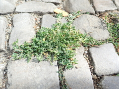 Polygonum aviculare