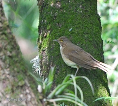 Turdus assimilis