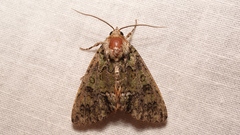 Polyphaenis sericata