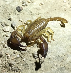Euscorpius tauricus