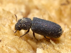 Stephanopachys substriatus