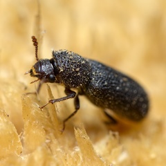 Stephanopachys substriatus