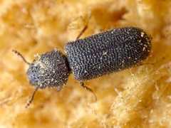 Stephanopachys substriatus