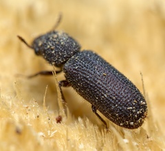 Stephanopachys substriatus