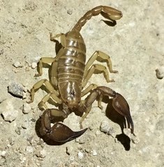 Euscorpius tauricus