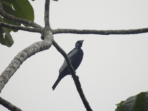 Bare-necked Fruitcrow (Gymnoderus foetidus), photo 10