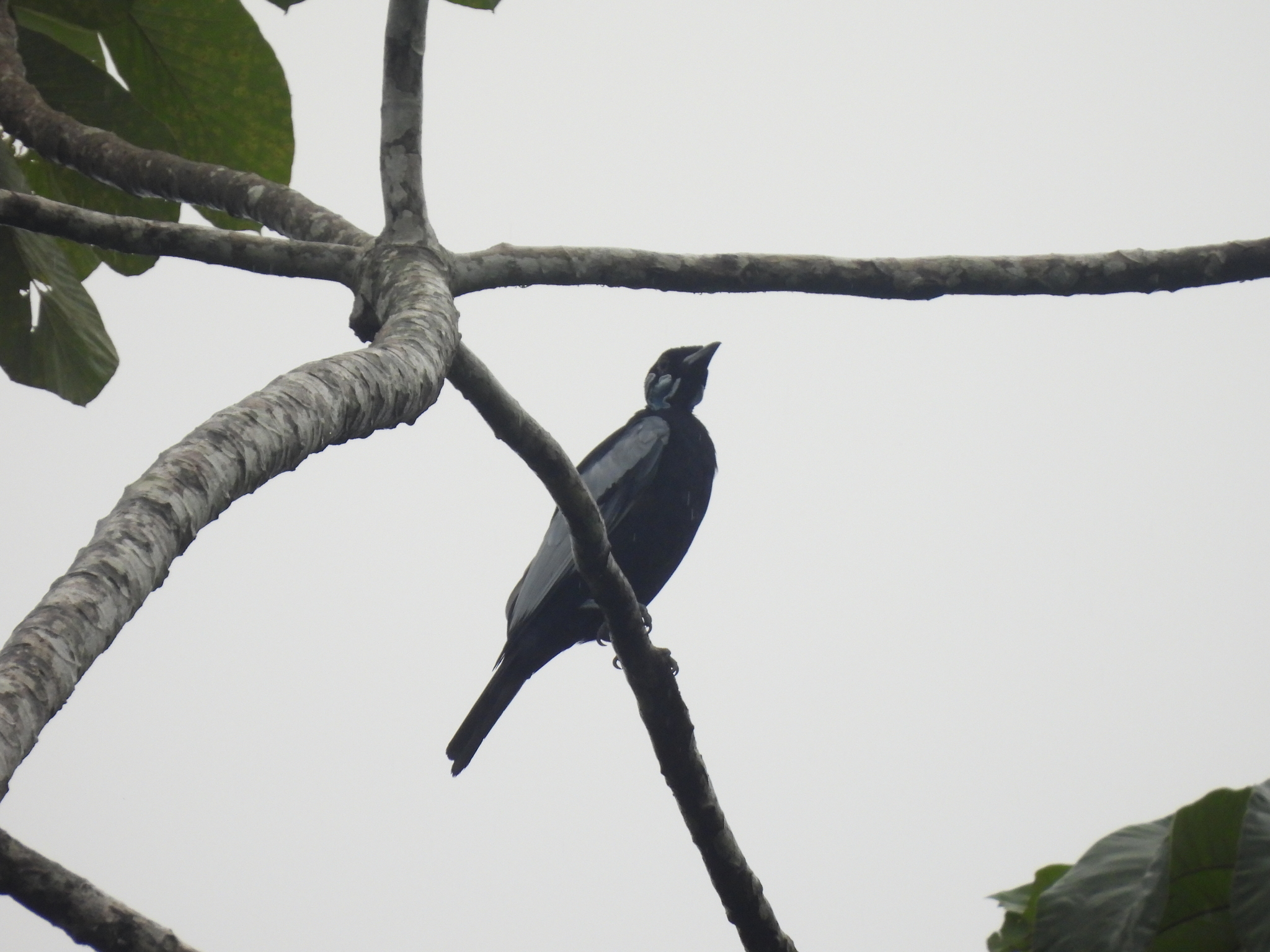Bare-necked Fruitcrow (Gymnoderus foetidus), photo 8
