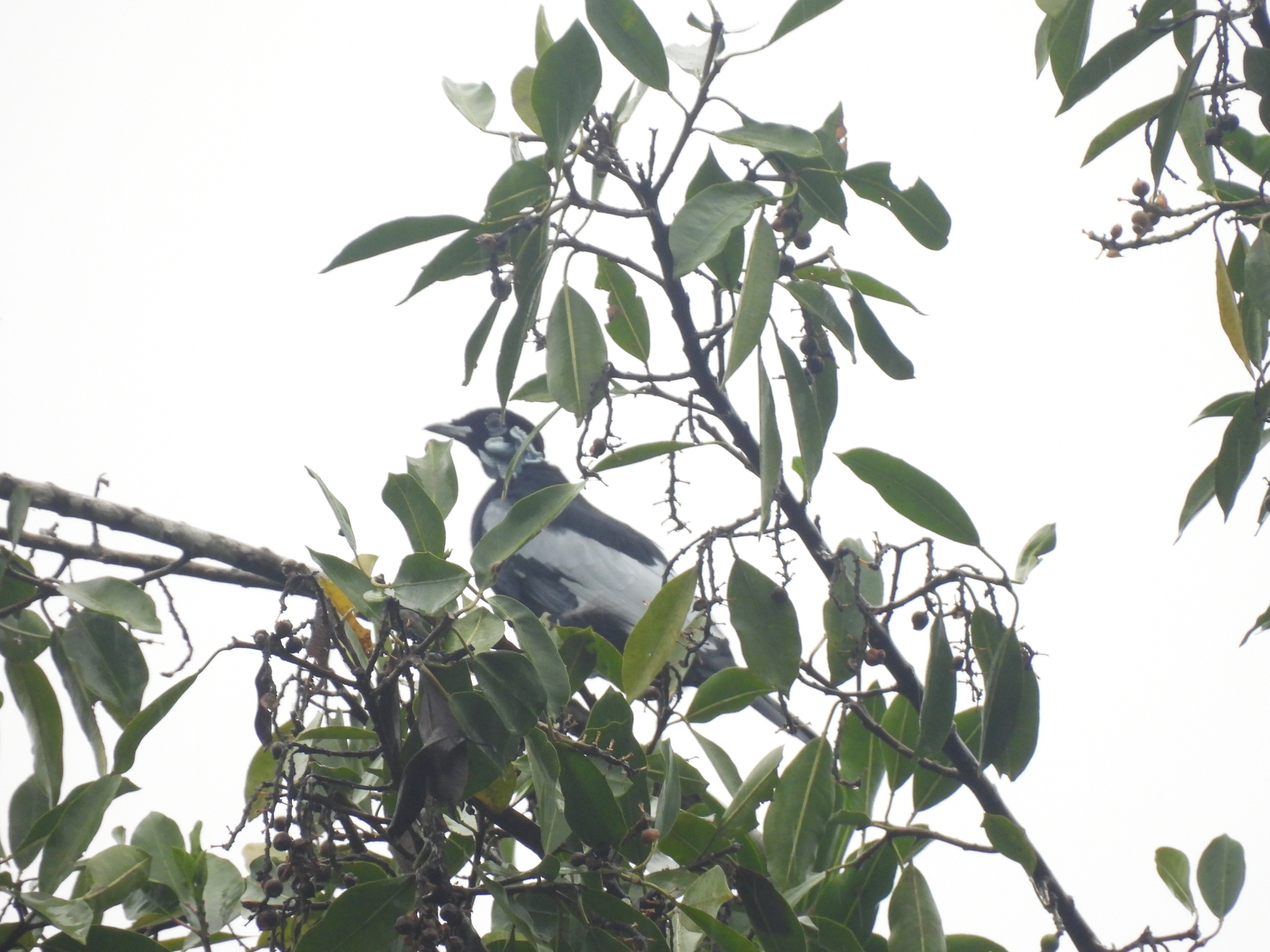 Bare-necked Fruitcrow (Gymnoderus foetidus), photo 9