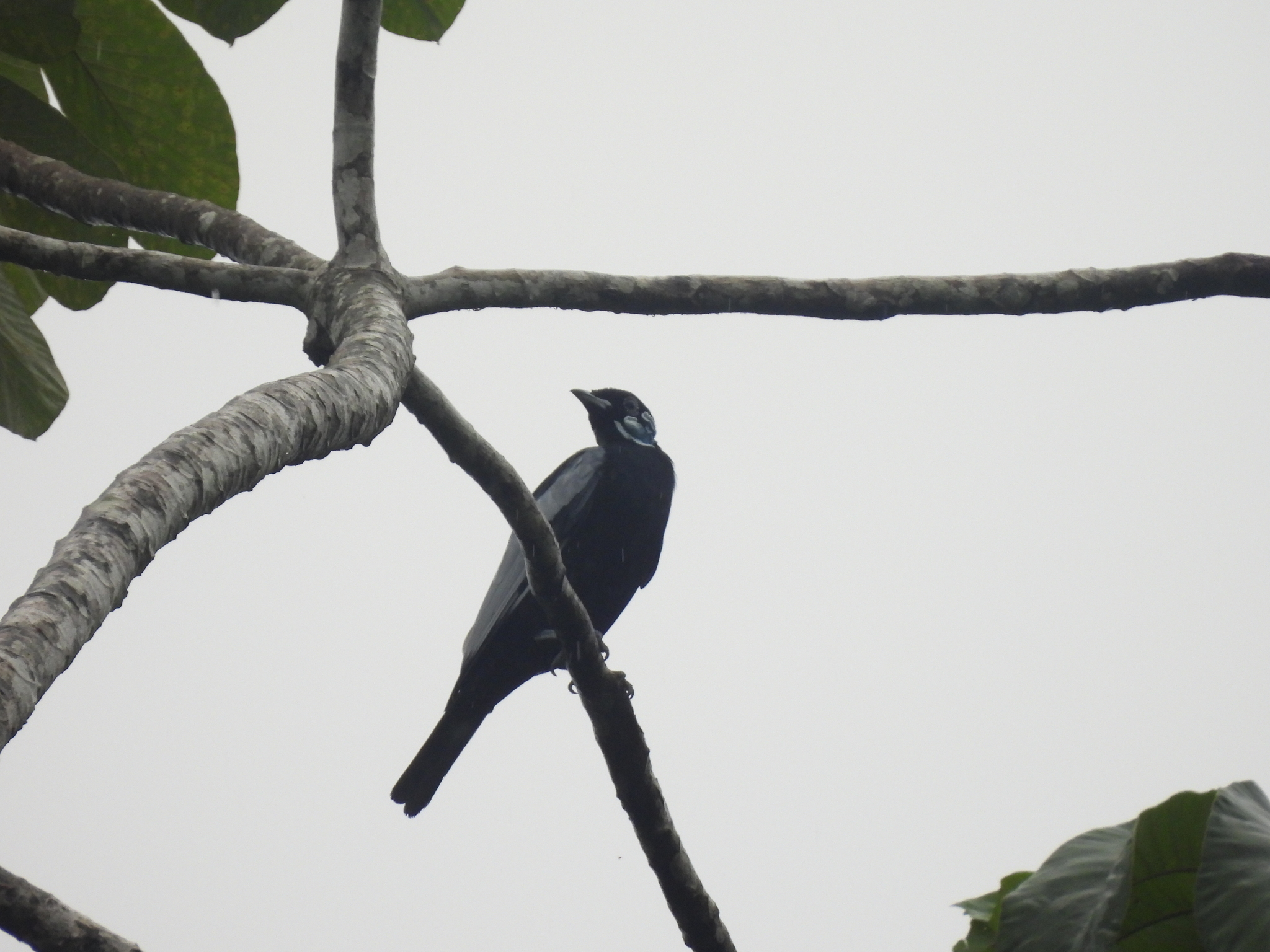 Bare-necked Fruitcrow (Gymnoderus foetidus), photo 10