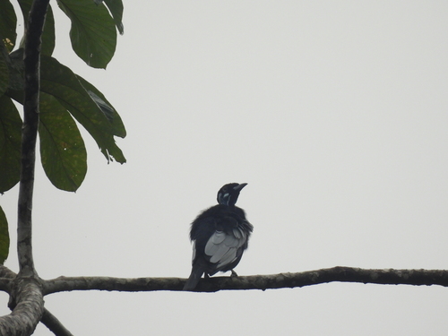 Bare-necked Fruitcrow (Gymnoderus foetidus), photo 9