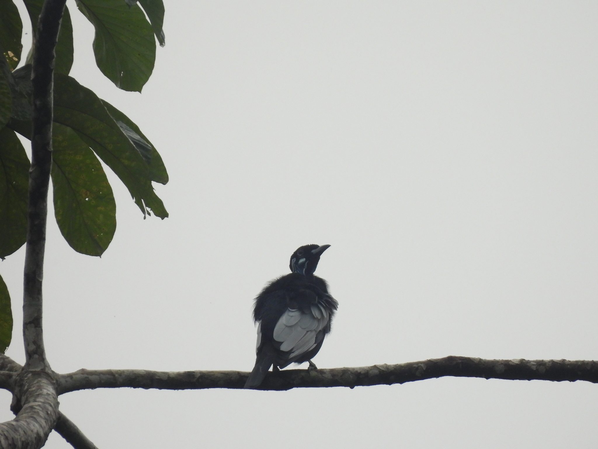 Bare-necked Fruitcrow (Gymnoderus foetidus), photo 7