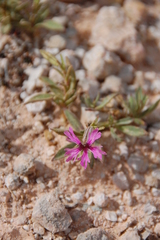 Silene petersonii