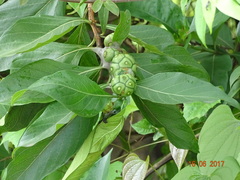 Morinda pubescens