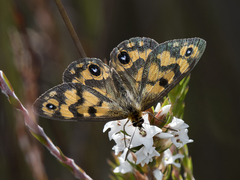 Heteronympha cordace