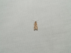 Helcystogramma hystricella