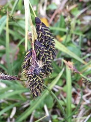 Carex atrata