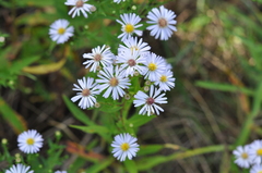 Symphyotrichum × salignum