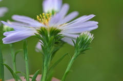 Symphyotrichum × salignum