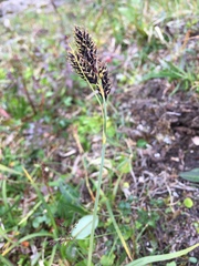 Carex atrata