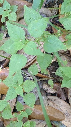 Image of Parietaria floridana by no rights reserved