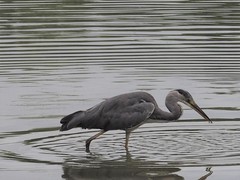 Ardea cinerea