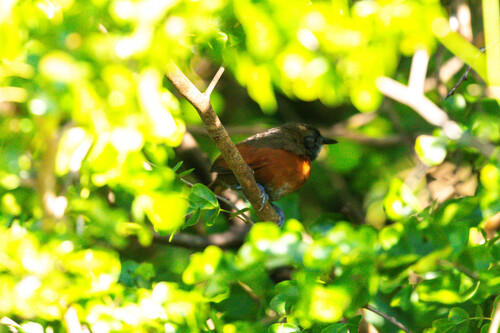 Rufous-breasted Spinetail (Synallaxis erythrothorax)