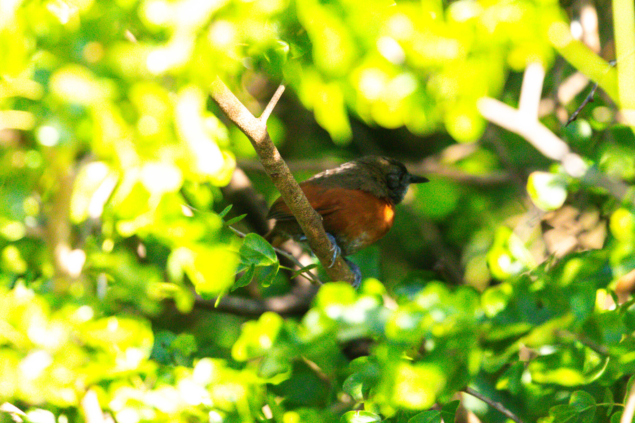 Rufous-breasted Spinetail (Synallaxis erythrothorax), photo 1