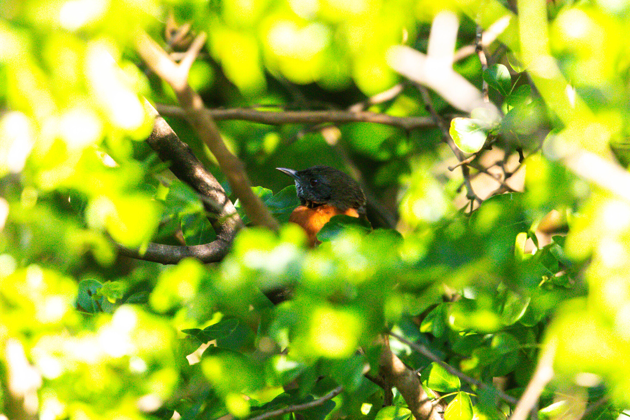 Rufous-breasted Spinetail (Synallaxis erythrothorax), photo 2