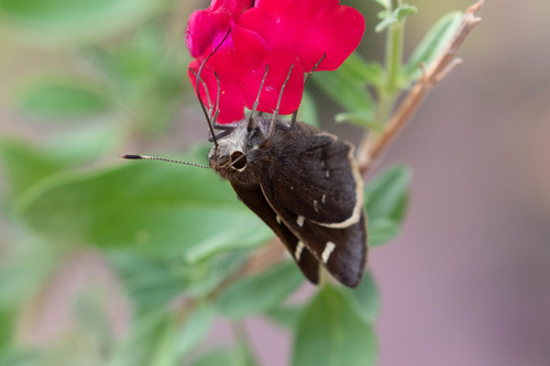 Moon-marked Skipper