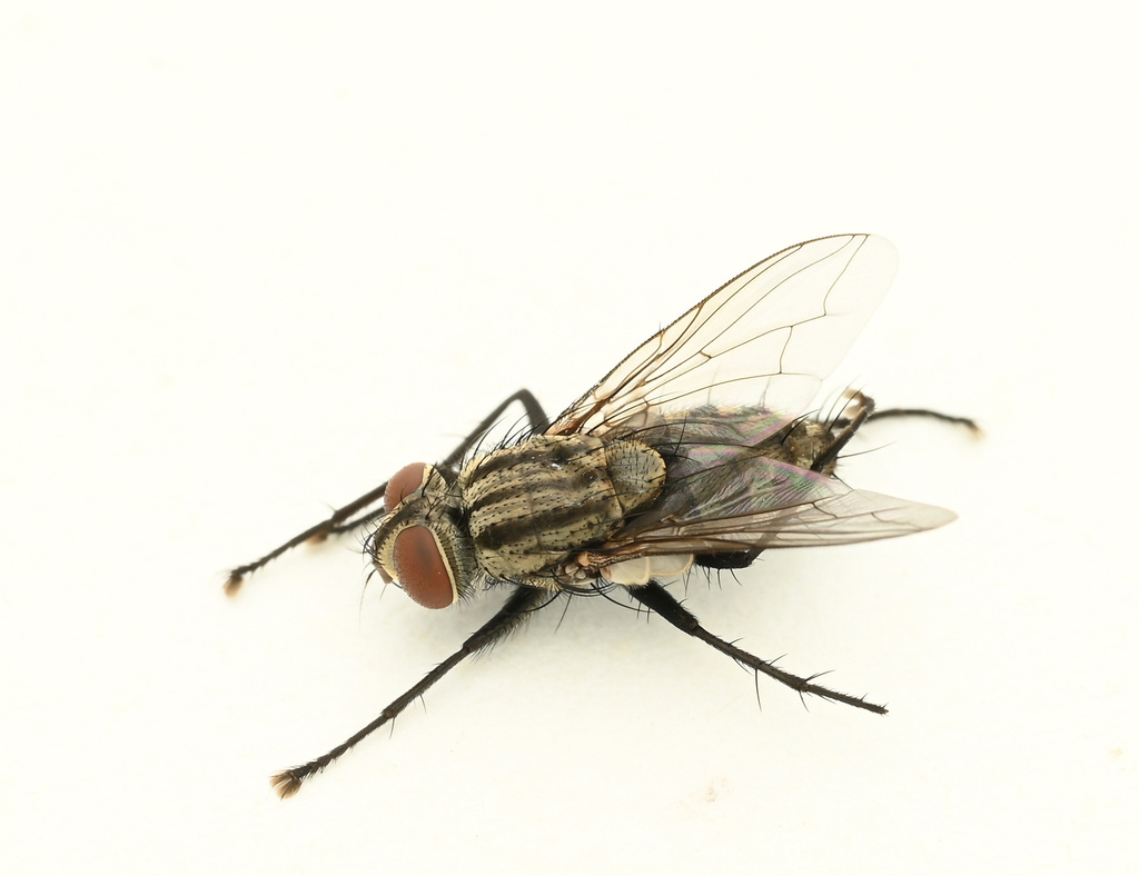 Sinonipponia