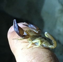 Euscorpius tauricus