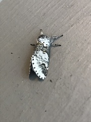 Furcula scolopendrina