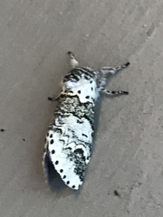 Furcula scolopendrina