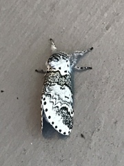 Furcula scolopendrina