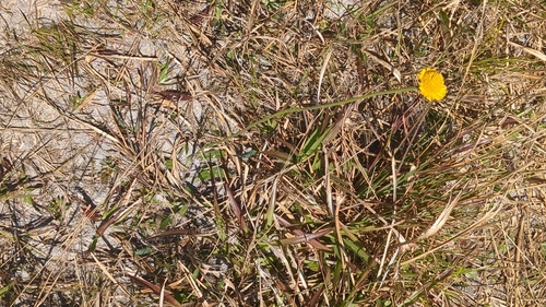 Image of Helenium pinnatifidum by no rights reserved