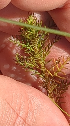 Image of Combleaf Mermaidweed (Proserpinaca pectinata) by no rights reserved