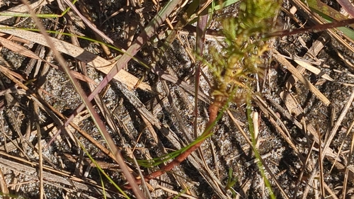 Image of Combleaf Mermaidweed (Proserpinaca pectinata) by no rights reserved