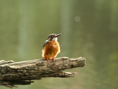 Alcedo atthis