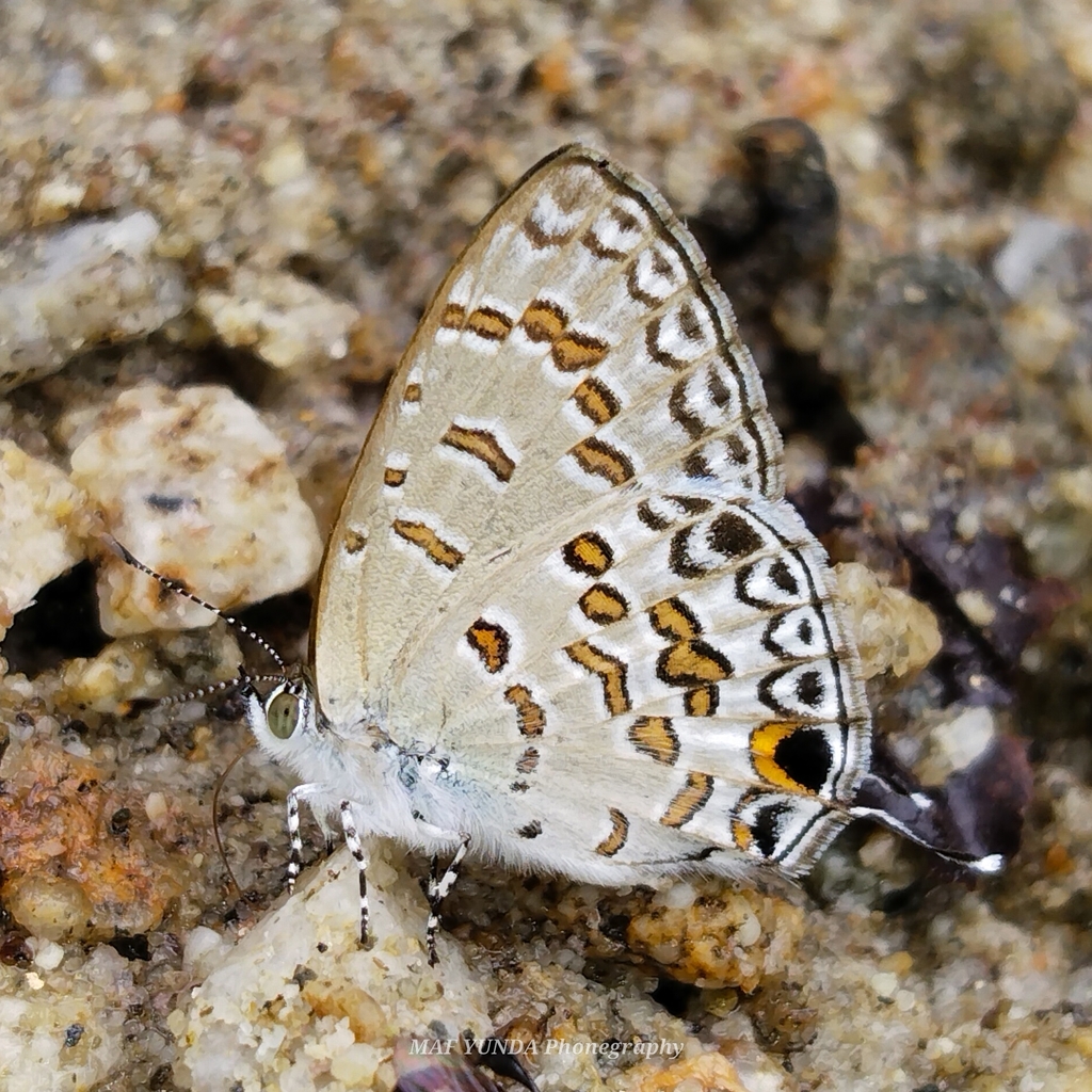 Catopyrops rita