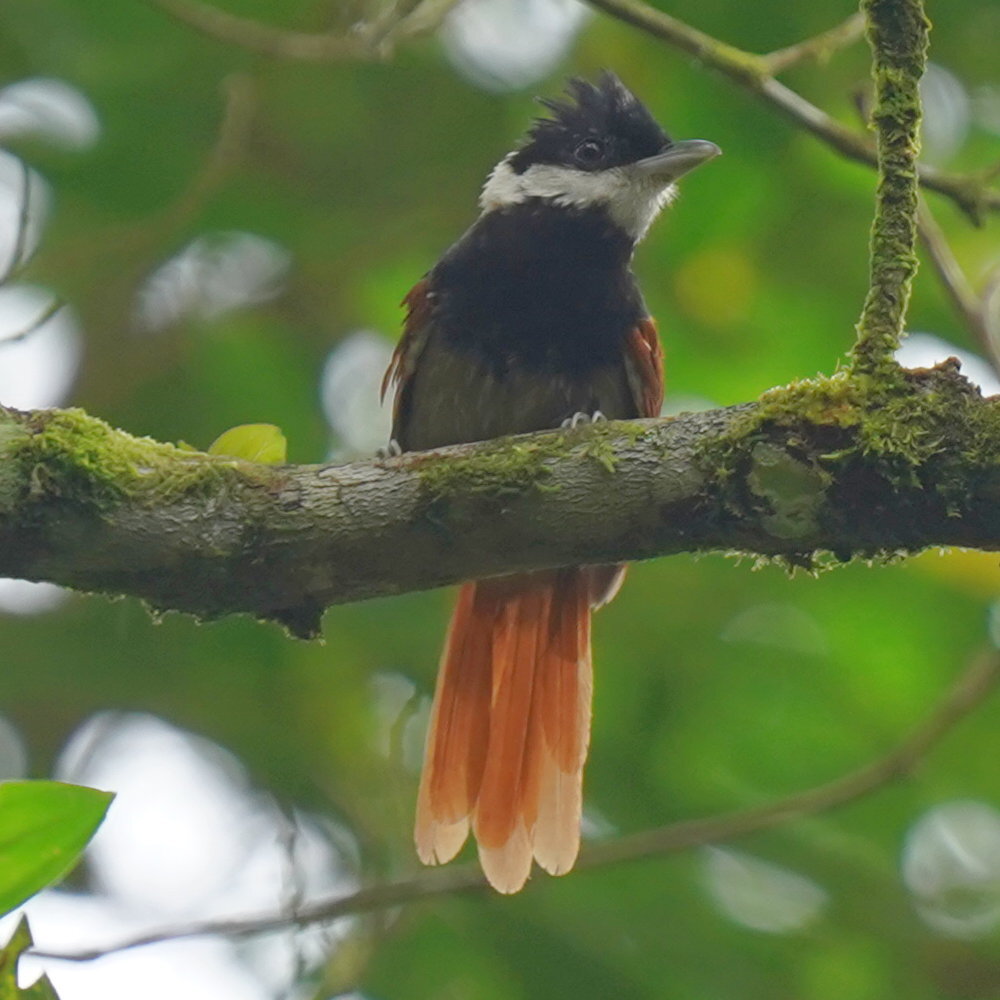 White-bearded Antshrike (Biatas nigropectus), photo 4