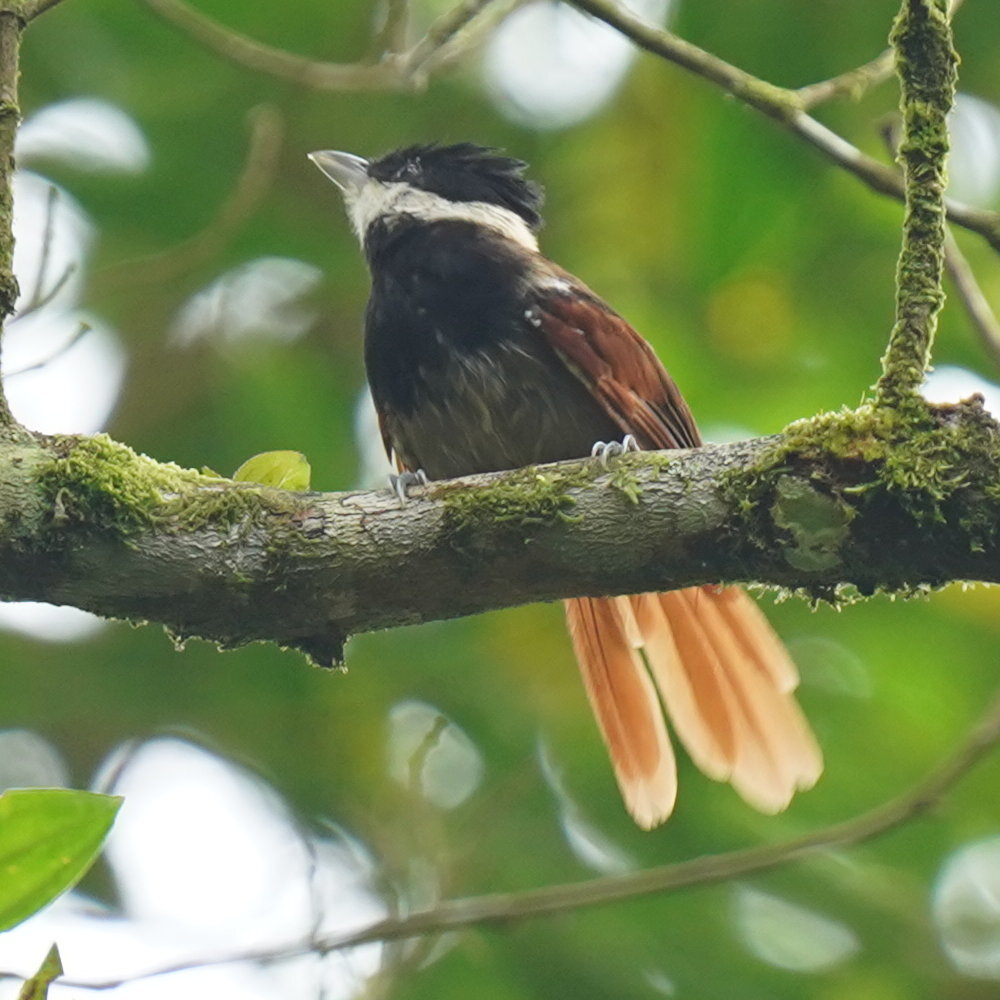 White-bearded Antshrike (Biatas nigropectus), photo 5