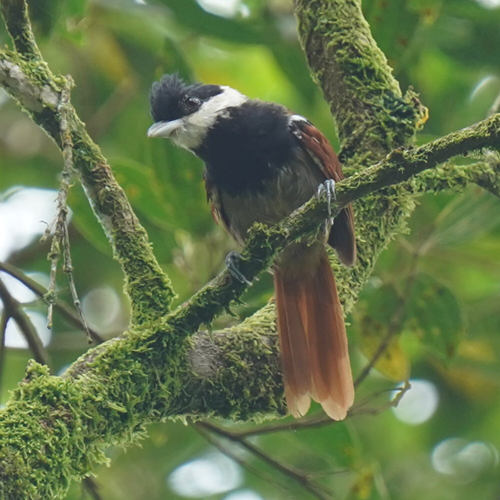 White-bearded Antshrike (Biatas nigropectus), photo 6