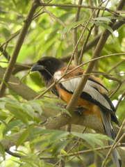 Dendrocitta vagabunda