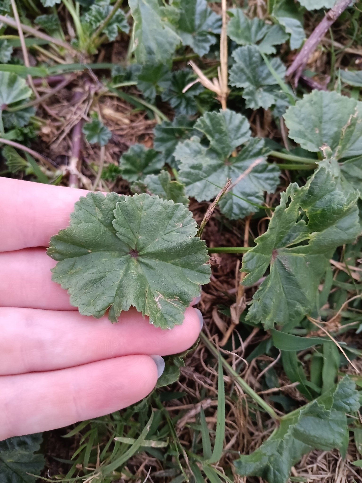 Imagem de Malva-branca